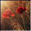 Mohn